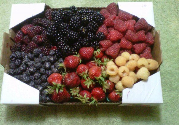 Berry Crops