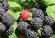 Blackcaps & Blackberries