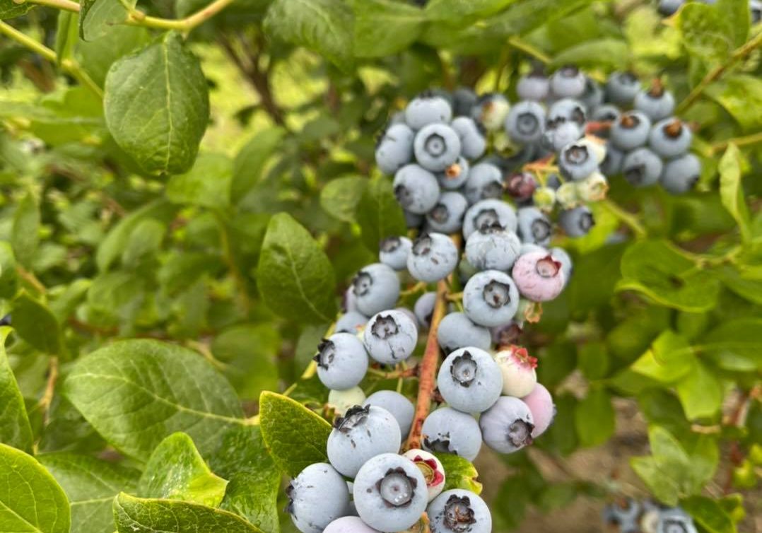 Blueberry Crop