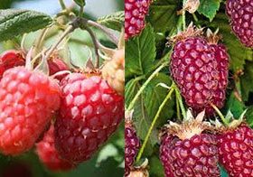 Raspberries & Tayberries